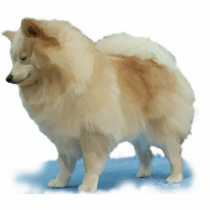 Stand-up Pomeranian