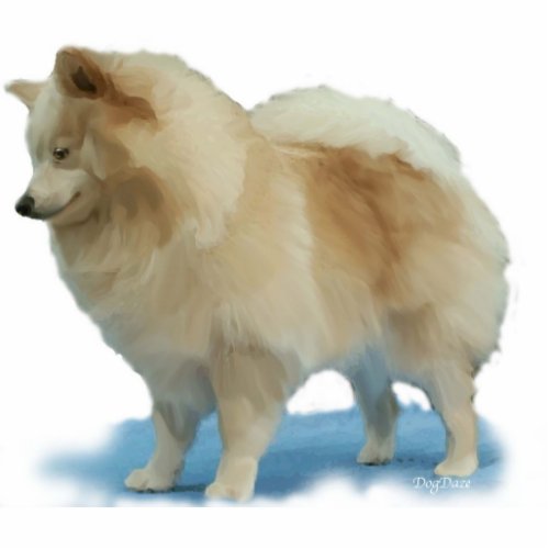 Stand_up Pomeranian