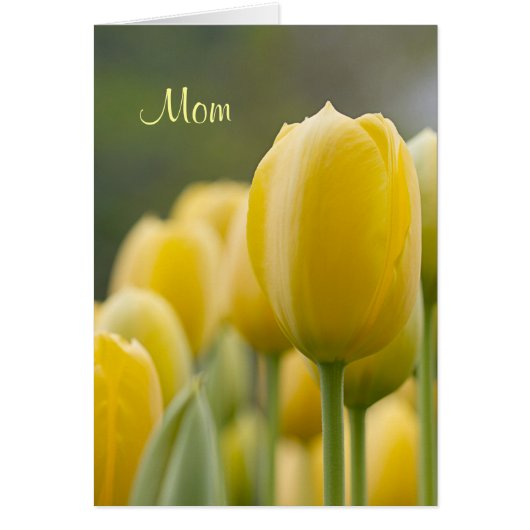 Stand Up Tulip Cards (Front)