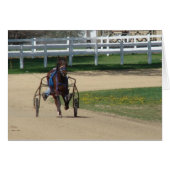 Standarbred (Front Horizontal)