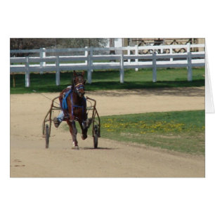 Standarbred Cards