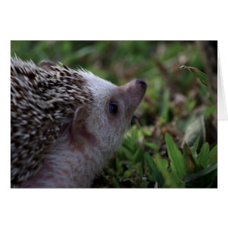 standard hedgehog card
