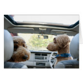 standard poodle (Front Horizontal)