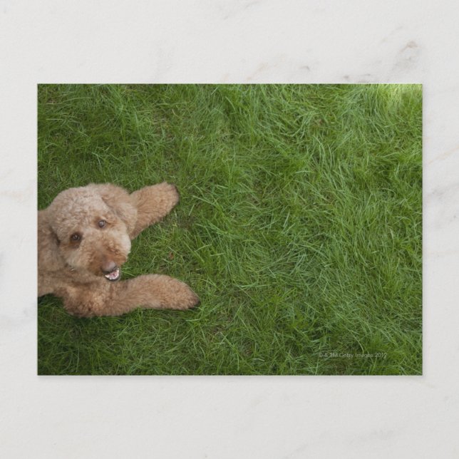 standard poodle 2 postcard (Front)