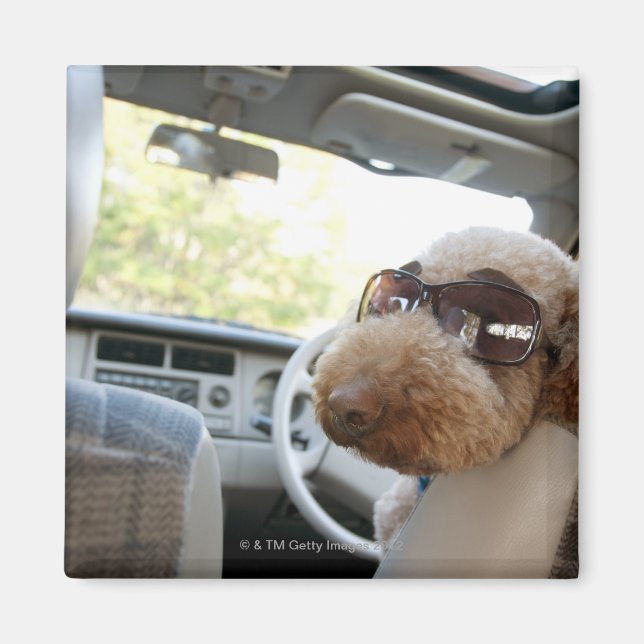 standard poodle 3 magnet (Front)