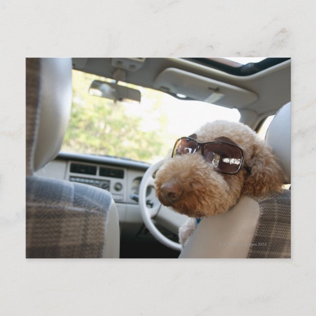standard poodle 3 postcard (Front)