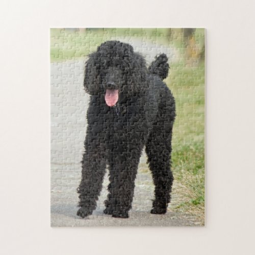 Standard Poodle black dog photo jigsaw puzzle