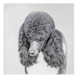Standard Poodle Black Parti Painting - Dog Art
