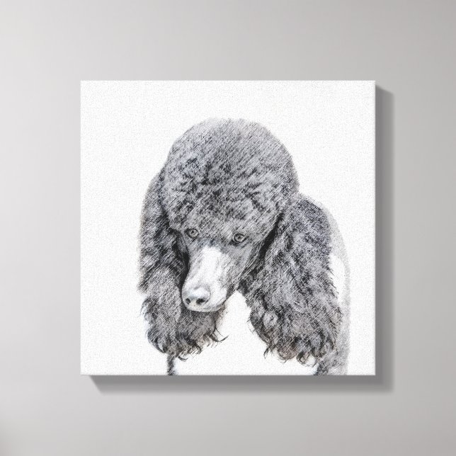 Standard Poodle Black Parti Painting - Dog Art Canvas Print (Front)