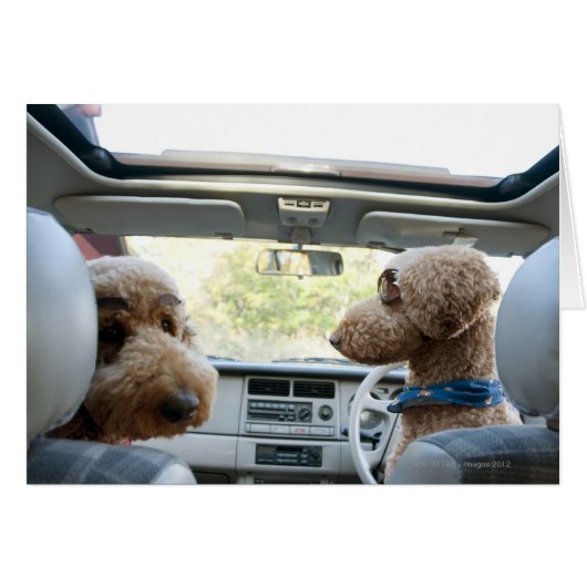 standard poodle cards (Front Horizontal)