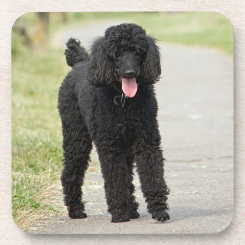 Standard Poodle dog black beautiful photo portrait Beverage Coaster