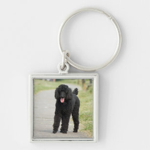 Standard Poodle dog black beautiful photo portrait Keychain