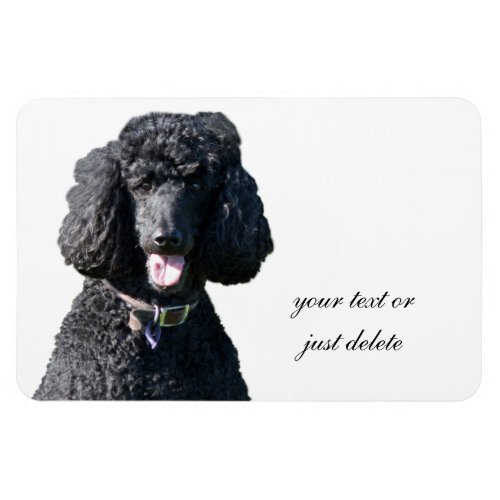 Standard Poodle dog black beautiful photo portrait Magnet