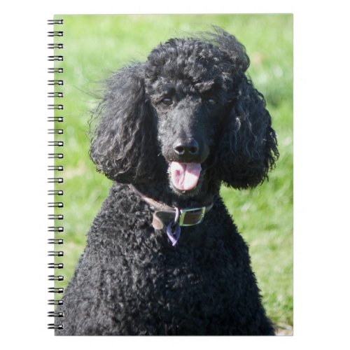 Standard Poodle dog black beautiful photo portrait Notebook
