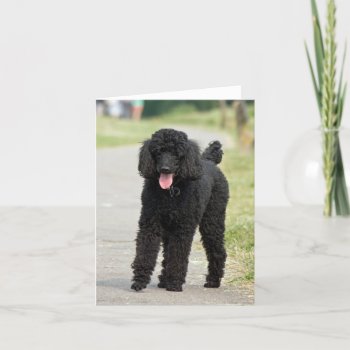 Standard Poodle Dog Black Photo Blank Note Card by roughcollie at Zazzle
