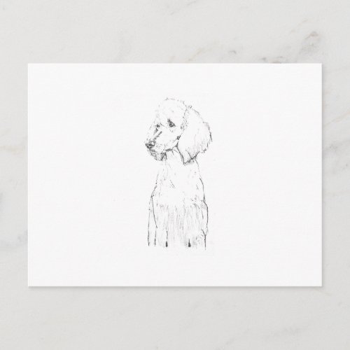 Standard Poodle Dog Illustration  Postcard
