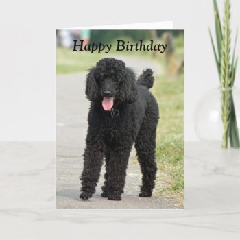 Standard Poodle Dog Photo Card by roughcollie at Zazzle