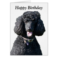 Standard Poodle dog photo happy birthday card