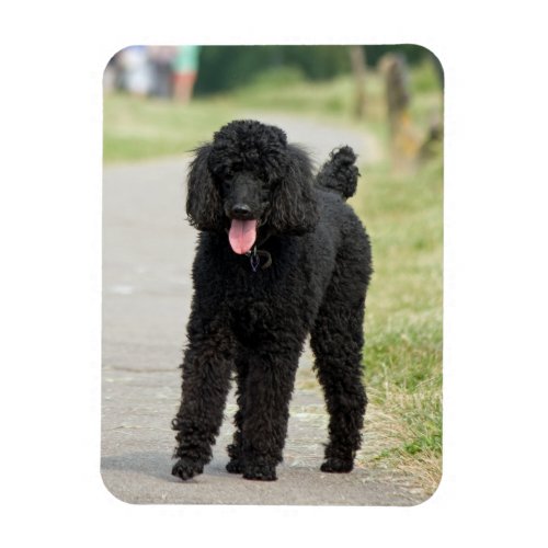 Standard Poodle dog photo magnet