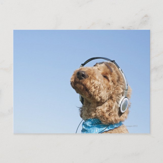 Standard Poodle Postcard (Front)