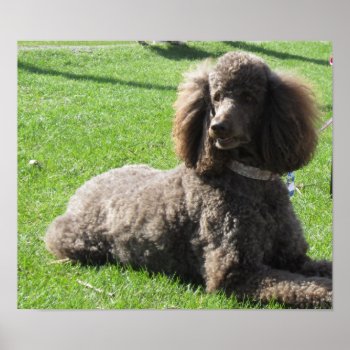 Standard Poodle Poster by Rinchen365flower at Zazzle