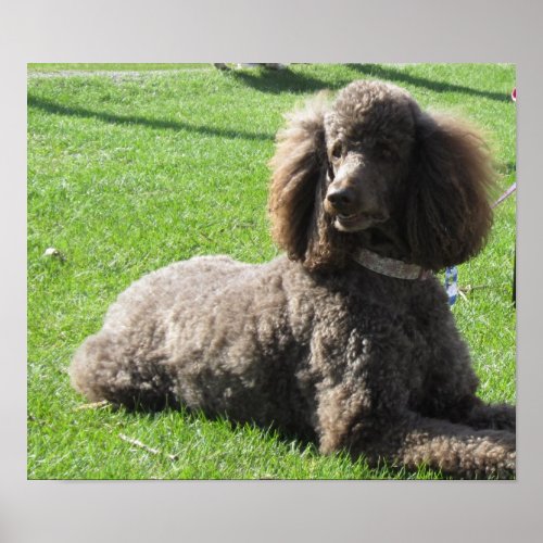 Standard Poodle Poster