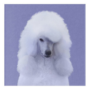Standard Poodle White Painting - Original Dog Art