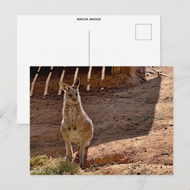 standard postcard (Front/Back)