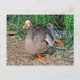 Standard postcard