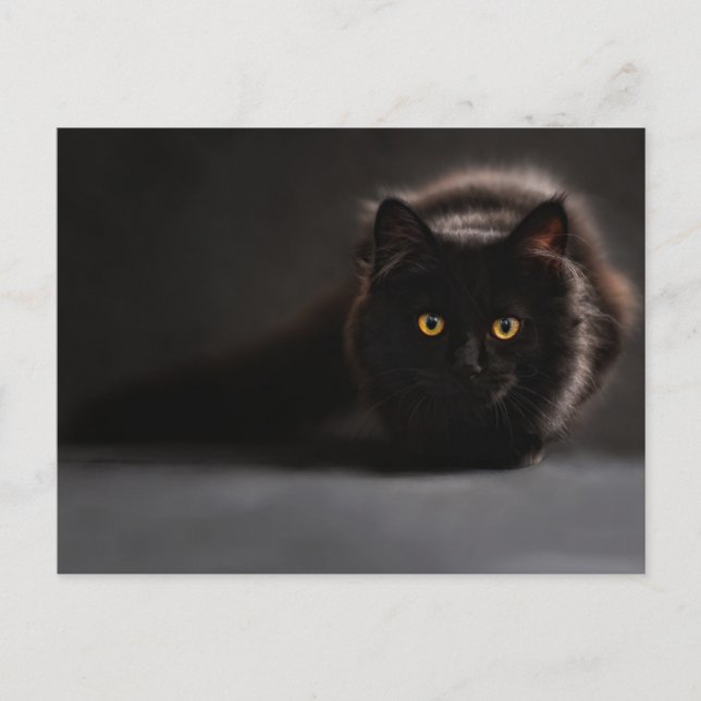 Standard Postcard (Front)