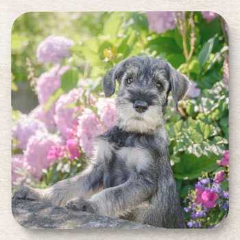 Standard Schnauzer Puppy In A Flowering Garden - Beverage Coaster by Kathom_Photo at Zazzle