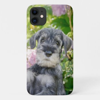 Standard Schnauzer Puppy In A Flowering Garden - Iphone 11 Case by Kathom_Photo at Zazzle