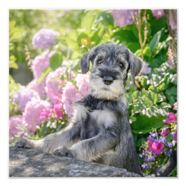 Standard Schnauzer Puppy in a Flowering Garden - Photo Print (Front)