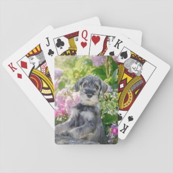 Standard Schnauzer Puppy In A Flowering Garden - Playing Cards by Kathom_Photo at Zazzle