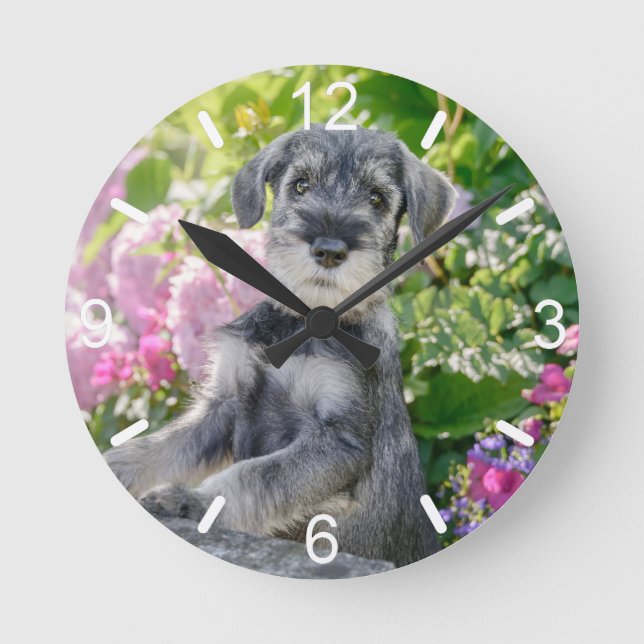 Standard Schnauzer Puppy in a Flowering Garden - Round Clock (Front)