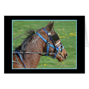 Standardbred