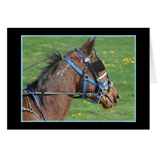Standardbred (Front Horizontal)