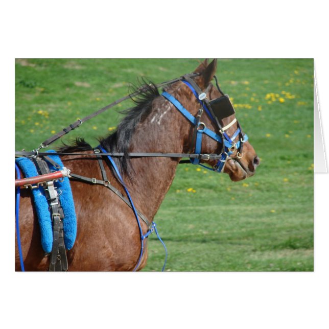 Standardbred Cards (Front Horizontal)