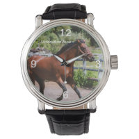 Standardbred horse galloping Watch