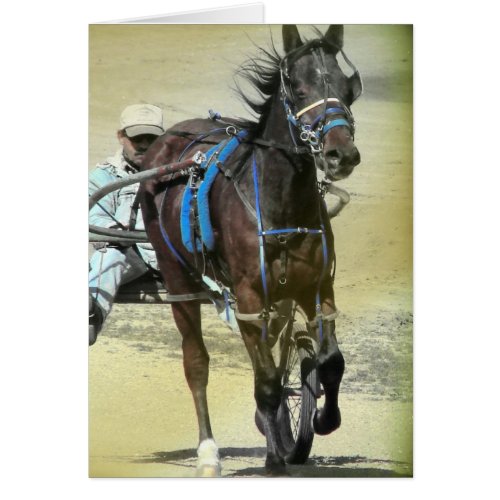 Standardbred Race Horse