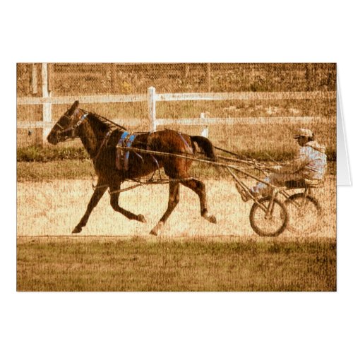 Standardbred Race Horse