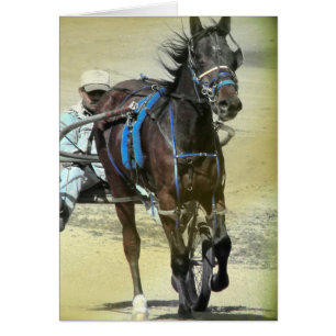 Standardbred Race Horse Cards
