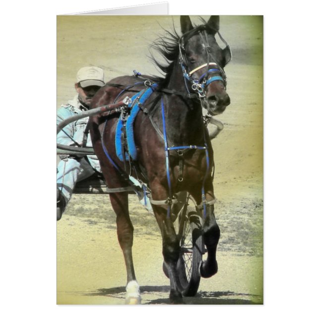 Standardbred Race Horse Cards (Front)
