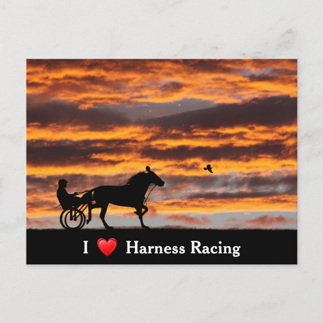 Standardbred Trotting Racehorse Postcard (Front)