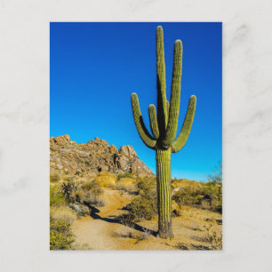 Standing Cactus Postcard