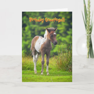 Standing Dartmoor Pony Foal birthday card