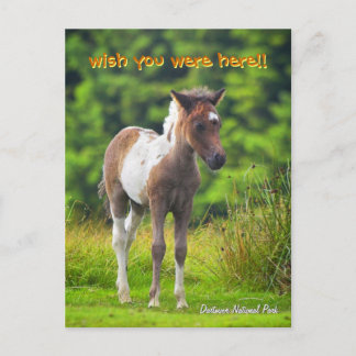 Standing Dartmoor Pony Foal postcard