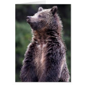 Standing Grizzly Bear (Front)