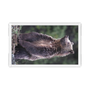 Standing Grizzly Bear Acrylic Tray