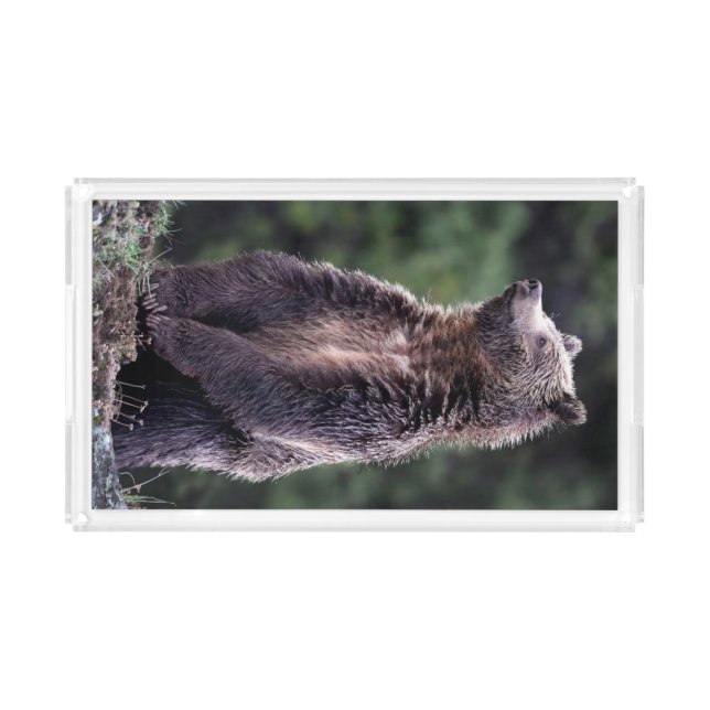 Standing Grizzly Bear Acrylic Tray (Front)